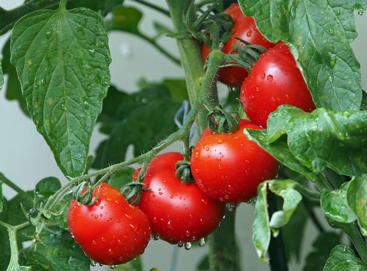 Pomidory – wartości odżywcze i wpływ na zdrowie